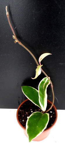 Hoya porzellanblume - ⭑-,