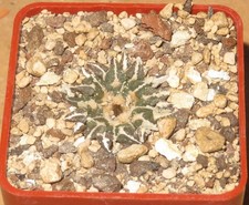 Ariocarpus kotschoubeyanus
