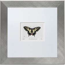 Schwalbenschwanz, Papilio