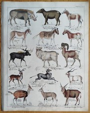 Antilope Elch Tapir # Oken