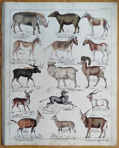 Antilope elch tapir - elch, #