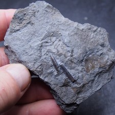 Belemnite Acrocoelites Lias