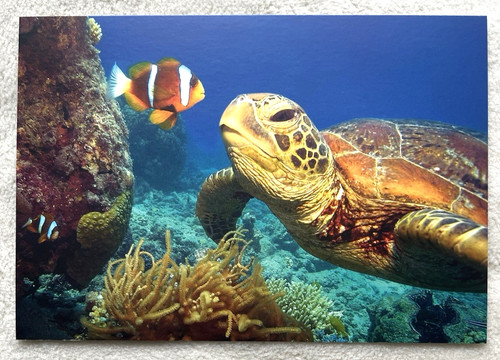 Postkarte clownfisch nemo - ak,