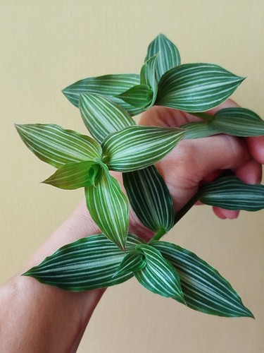 Tradescantia toundra - tradescantia,