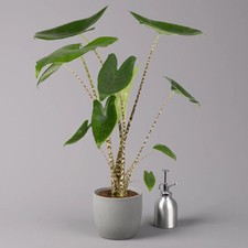 Alocasia 'Zebrina', Topf-Ø 14 cm, Höhe ca. 45 cm
