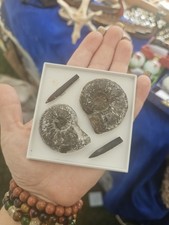 Pleydellia Ammoniten & Belemniten Lias Mistelgau Fossilien Nachlass wunderschön 