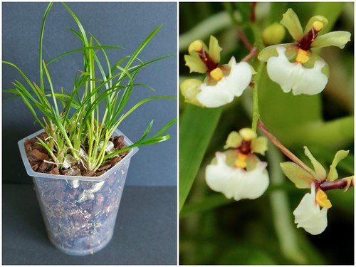 Orchidee gomesa radicans - gomesa, radicans,