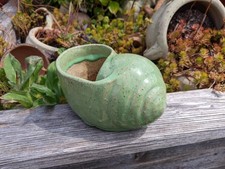 Muschel / Schnecke grün a