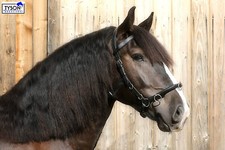 Kappzaum Leder ergonomisch Kaltblut WB  XX Full Leder Extra Groß Gebisseinhänger