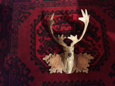 Elchkopf Holzkopf,  ELCH, ca. 30cm,  Glasaugen
