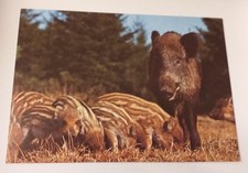 Wildschwein Frischling Wild