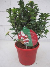 Kleiner Weihnachtsbaum Little Pirate - Amerikanischer Ilex - 30-40