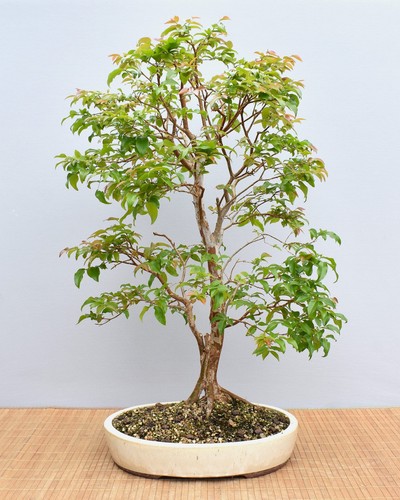 Bonsai indoor - bonsai,