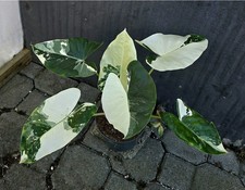  Kräftige Alocasia Macrorrhiza Albo Variegata Rhizome 