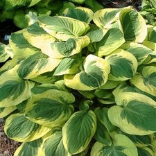 Funkie CARNIVAL, im Topf