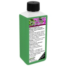 Bougainvillea & Mirabilis