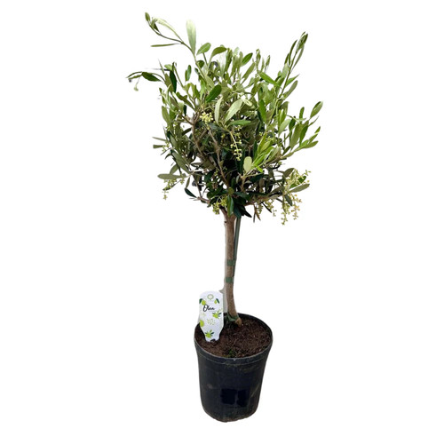 Olivenbaum olea - olivenbaum, Ø