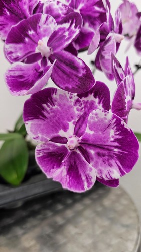 Orchidee phalaenopsis yang - orchidee,