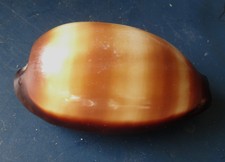 Cypraea Talpa Shell Muschel