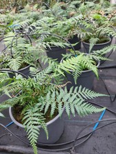 Baumfarn Dicksonia antarctica ca. 50-70 cm inkl. Topf australicher Taschenfarn