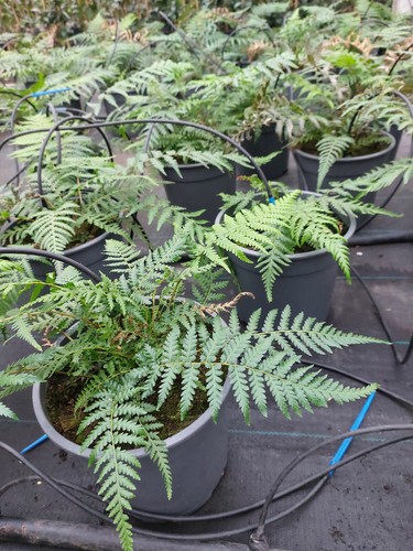 Baumfarn dicksonia antarctica - baumfarn,