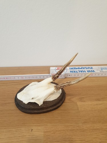 Kleines bockgeweih rehgeweih - kleines,
