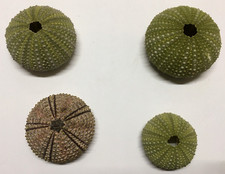4 schöne Seeigel Gehäuse