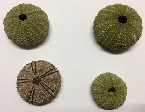 Schöne seeigel gehäuse - schöne,