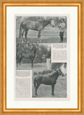 Arabische Berber Pferde Ben-Keck III Anglo Araber Faksimile SP 097 Gerahmt