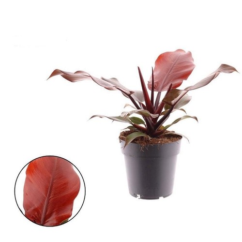 Philodendron sunlight - philodendron,