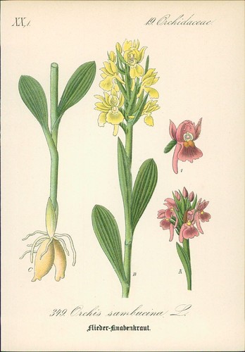 Chromolithographie - ,