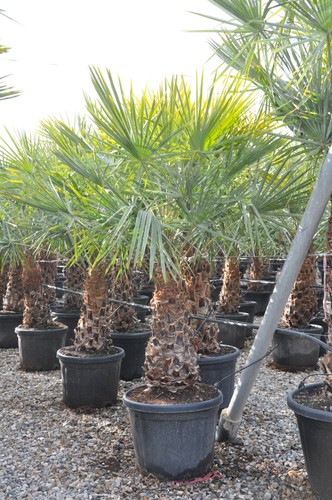 Copernicia alba caranday - x,