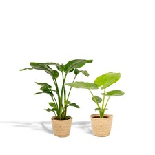 Strelitzia nicolai alocasia - strelitzia,