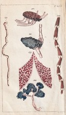 Menschliche Organe Innerein medicine Medizin Kupferstich engraving Wilhelm 1800