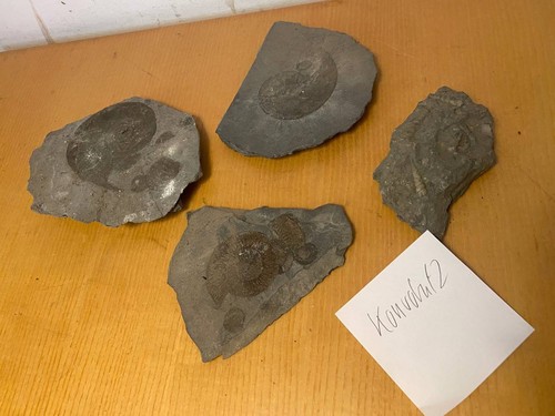 Konvolut fossilien ammoniten - 2,