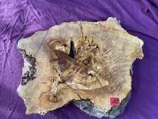 Olivenholz - Stamm -