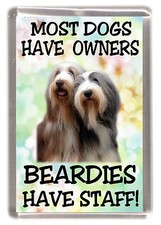 Bearded Collie