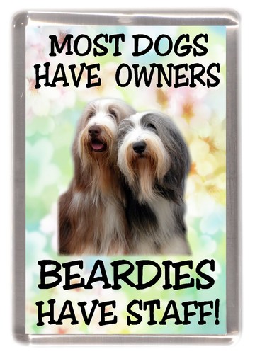Bearded collie - bearded,