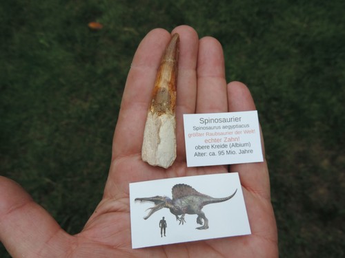 Großer zahn vom spinosaurus - zahn,