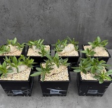 Pachypodium brevicaule (Apocynaceae) - Madagaskar, Caudex