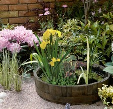 Miniteich Wasserpflanzen Set -