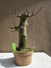 Old Fig Bonsai Tree ( Ficus