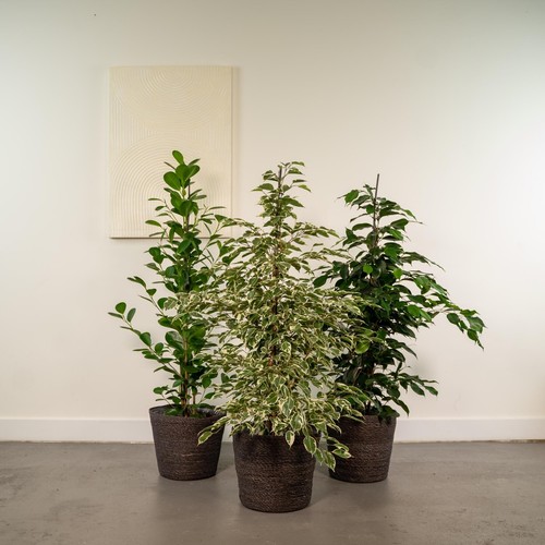 Ficus pflanzenpaket - ficus-pflanzenpaket, 3x