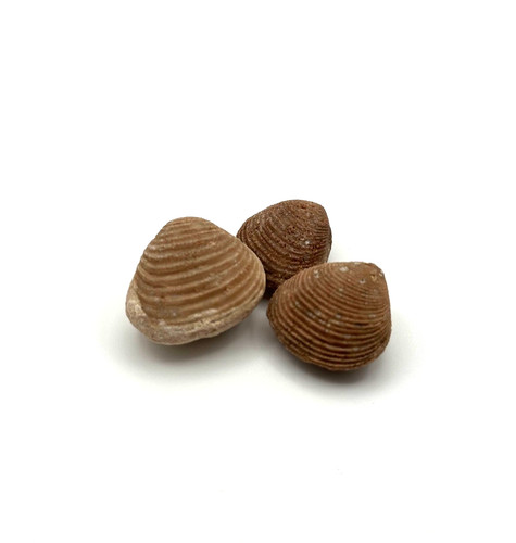 Fossile muscheln - ★, 3x