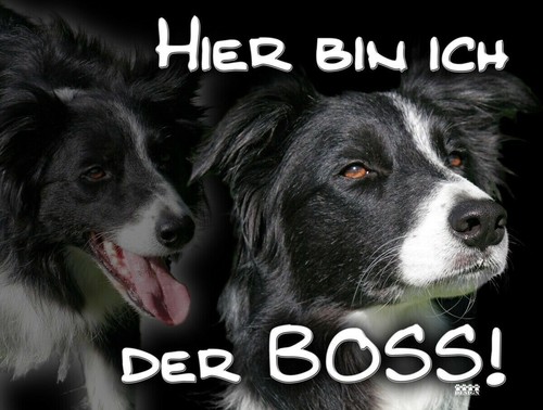 Border collie hundewarnschild - border,