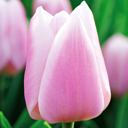 Tulpen blumenzwiebeln zwiebeln - tulpen,