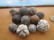 11 versteinerte Seeigel