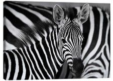 Leinwandbild Zebra