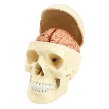 Schädel Modell Gehirn