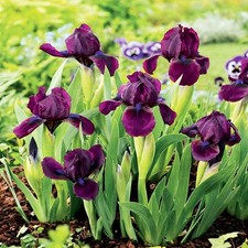 Iris Rhizom Staude Blüten